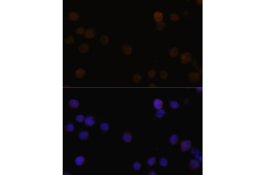 Immunofluorescence - Anti-Rb Antibody (A11510) - Antibodies.com