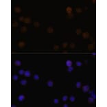 Immunofluorescence - Anti-Rb Antibody (A11510) - Antibodies.com