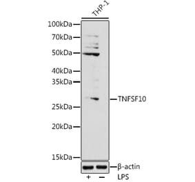 Western Blot - Anti-TRAIL Antibody (A11513) - Antibodies.com