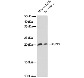Western Blot - Anti-EPPIN Antibody (A11514) - Antibodies.com