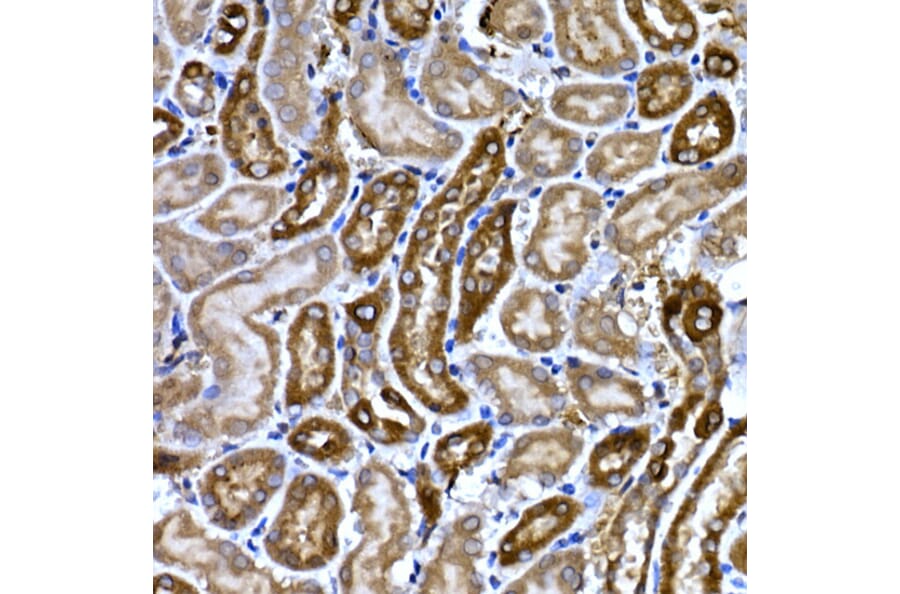 Immunohistochemistry - Anti-BNP Antibody (A11515) - Antibodies.com