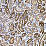 Immunohistochemistry - Anti-BNP Antibody (A11515) - Antibodies.com