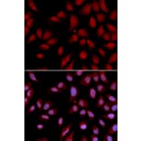 Immunofluorescence - Anti-HURP Antibody (A11516) - Antibodies.com