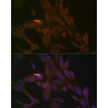 Immunofluorescence - Anti-PER3 Antibody [ARC1893] (A11518) - Antibodies.com