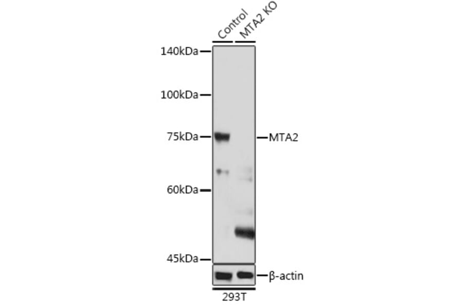 Western Blot - Anti-MTA2/PID Antibody (A11520) - Antibodies.com