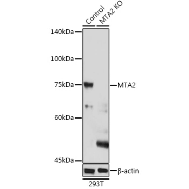 Western Blot - Anti-MTA2/PID Antibody (A11520) - Antibodies.com
