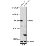 Western Blot - Anti-MTA2/PID Antibody (A11520) - Antibodies.com