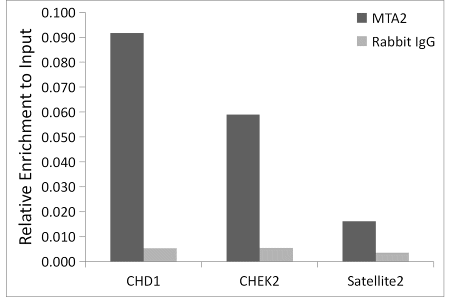 Chromatin Immunoprecipitation - Anti-MTA2/PID Antibody (A11520) - Antibodies.com
