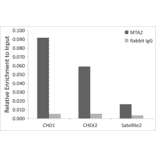 Chromatin Immunoprecipitation - Anti-MTA2/PID Antibody (A11520) - Antibodies.com