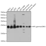Western Blot - Anti-HP1 gamma/CBX3 Antibody (A11521) - Antibodies.com