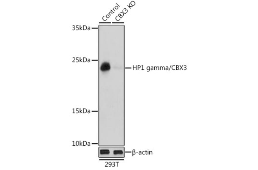 Western Blot - Anti-HP1 gamma/CBX3 Antibody (A11521) - Antibodies.com