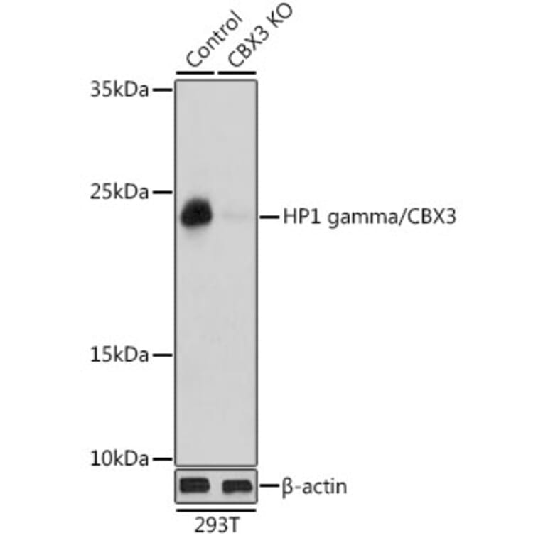 Western Blot - Anti-HP1 gamma/CBX3 Antibody (A11521) - Antibodies.com