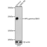 Western Blot - Anti-HP1 gamma/CBX3 Antibody (A11521) - Antibodies.com