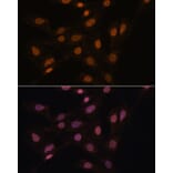 Immunofluorescence - Anti-HP1 gamma/CBX3 Antibody (A11521) - Antibodies.com
