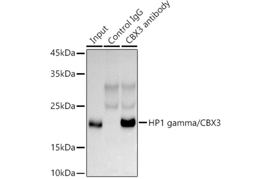 Western Blot - Anti-HP1 gamma/CBX3 Antibody (A11521) - Antibodies.com