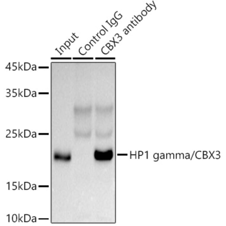 Western Blot - Anti-HP1 gamma/CBX3 Antibody (A11521) - Antibodies.com