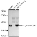 Western Blot - Anti-HP1 gamma/CBX3 Antibody (A11521) - Antibodies.com
