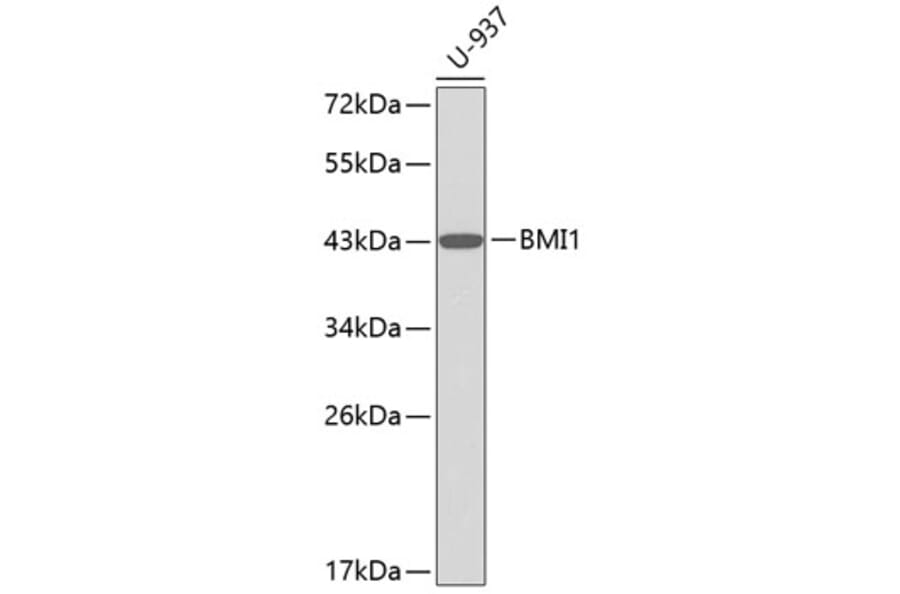Western Blot - Anti-BMI1 Antibody (A2253) - Antibodies.com