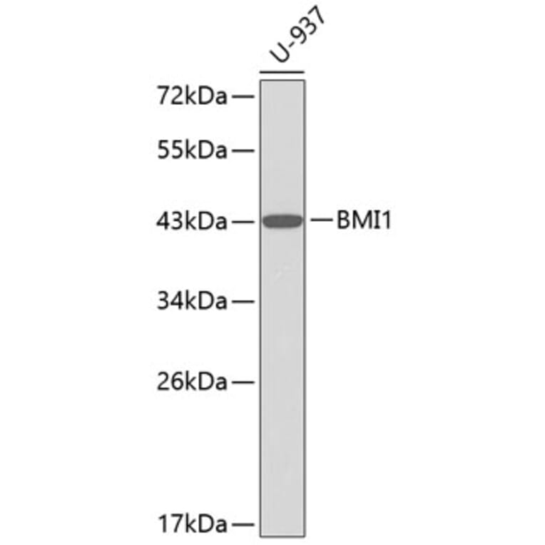 Western Blot - Anti-BMI1 Antibody (A2253) - Antibodies.com