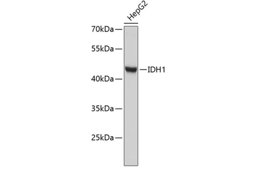 Western Blot - Anti-IDH1 Antibody (A2263) - Antibodies.com