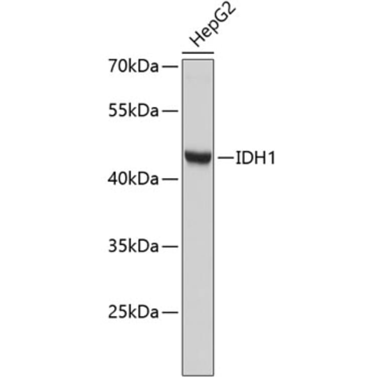 Western Blot - Anti-IDH1 Antibody (A2263) - Antibodies.com