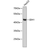 Western Blot - Anti-IDH1 Antibody (A2263) - Antibodies.com