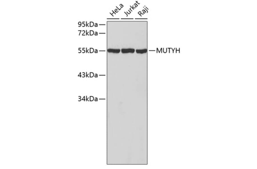 Western Blot - Anti-MUTYH Antibody (A2265) - Antibodies.com