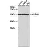 Western Blot - Anti-MUTYH Antibody (A2265) - Antibodies.com