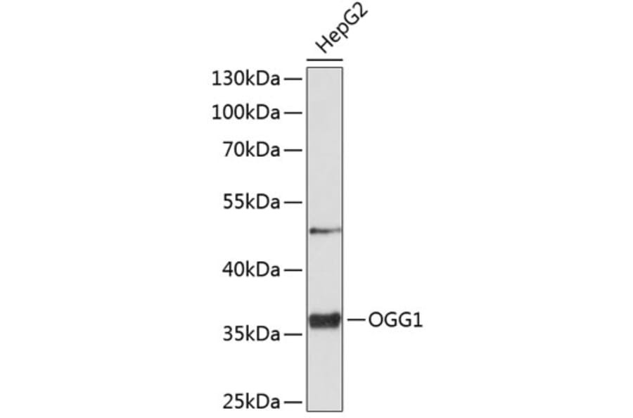 Western Blot - Anti-Ogg1 Antibody (A11525) - Antibodies.com