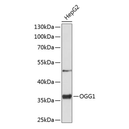 Western Blot - Anti-Ogg1 Antibody (A11525) - Antibodies.com