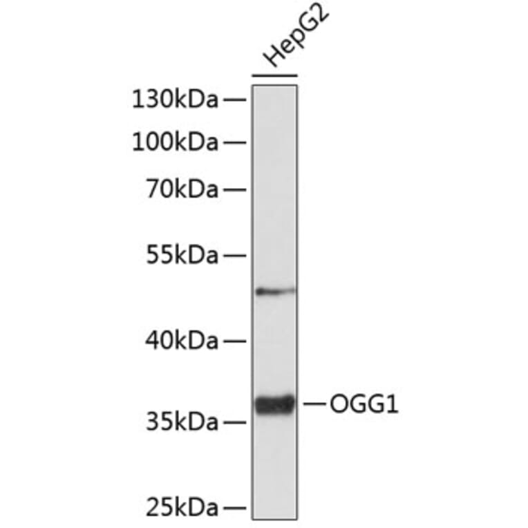 Western Blot - Anti-Ogg1 Antibody (A11525) - Antibodies.com