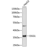 Western Blot - Anti-Ogg1 Antibody (A11525) - Antibodies.com