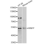 Western Blot - Anti-HINFP Antibody (A2306) - Antibodies.com