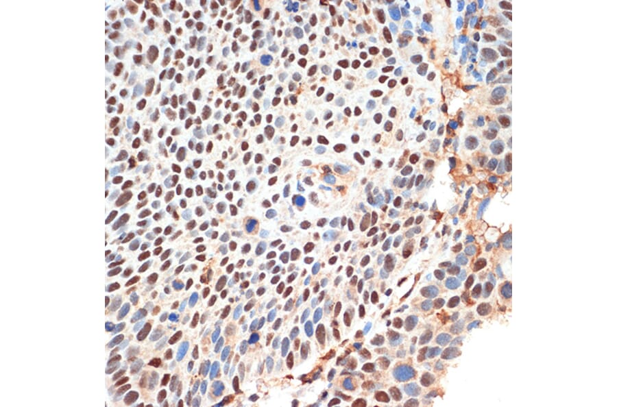 Immunohistochemistry - Anti-KDM3B/JMJD1B Antibody (A11529) - Antibodies.com