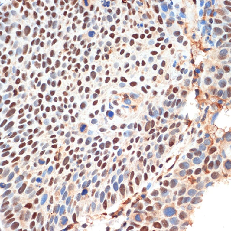 Immunohistochemistry - Anti-KDM3B/JMJD1B Antibody (A11529) - Antibodies.com