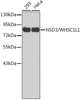 Western blot analysis of extracts of various cell lines, using Anti-WHSC1L1 Antibody (A2317).
Secondary antibody: Goat Anti-Rabbit IgG (H+L) (HRP) (AS014) at 1:10,000 dilution.
Lysates / proteins: 25µg per lane.
Blocking buffer: 3% non-fat dry milk in TBST.