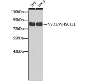 Western Blot - Anti-NSD3 Antibody (A11530) - Antibodies.com