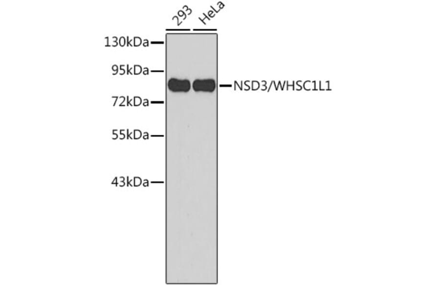 Western Blot - Anti-NSD3 Antibody (A11530) - Antibodies.com