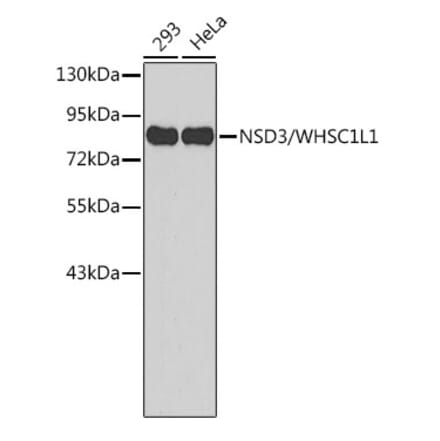 Western Blot - Anti-NSD3 Antibody (A11530) - Antibodies.com