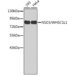 Western Blot - Anti-NSD3 Antibody (A11530) - Antibodies.com