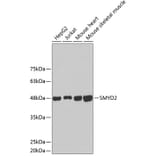 Western Blot - Anti-SMYD2 Antibody (A2327) - Antibodies.com