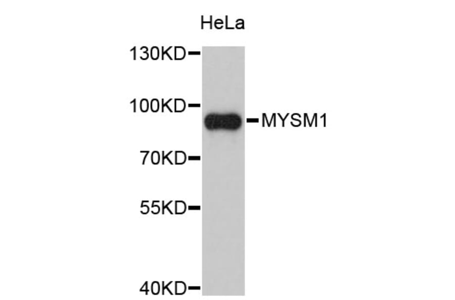 Western Blot - Anti-MYSM1 Antibody (A2336) - Antibodies.com