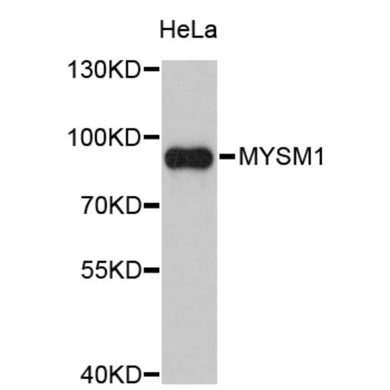 Western Blot - Anti-MYSM1 Antibody (A2336) - Antibodies.com