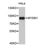 Western Blot - Anti-MYSM1 Antibody (A2336) - Antibodies.com