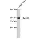 Western Blot - Anti-HMGB4 Antibody (A2338) - Antibodies.com