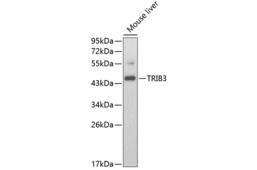 Western Blot - Anti-TRIB3 Antibody (A2346) - Antibodies.com
