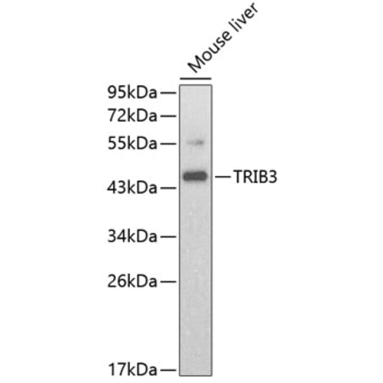 Western Blot - Anti-TRIB3 Antibody (A2346) - Antibodies.com