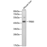Western Blot - Anti-TRIB3 Antibody (A2346) - Antibodies.com