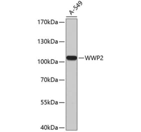 Western Blot - Anti-Wwp2 Antibody (A11535) - Antibodies.com