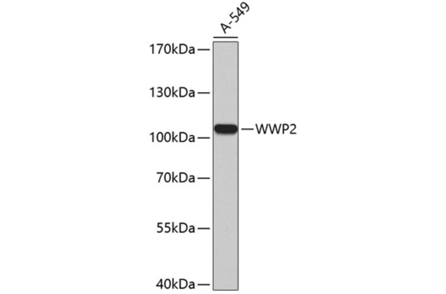 Western Blot - Anti-Wwp2 Antibody (A11535) - Antibodies.com